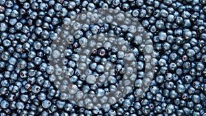 Blueberries, background of forest berry, top view. Rotation