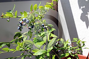 Blueberries on the balcony