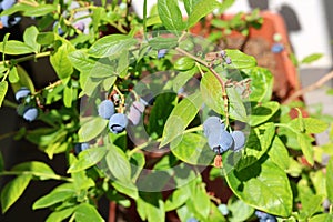 Blueberries on the balcony