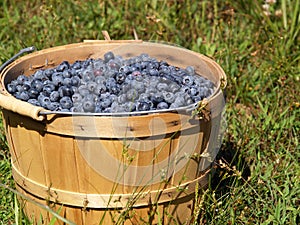 Blueberries in a Basket