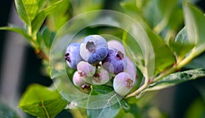 The blueberries begin to ripen