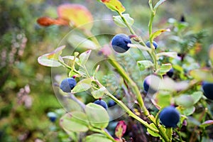 Blueberries, berries on a bush in the forest.