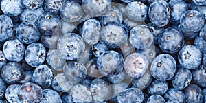 Blueberries berries fruits blueberry berry bilberry bilberries fruit background panorama