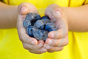 Blueberries berry fruits blueberry berries fruit summer hands ho