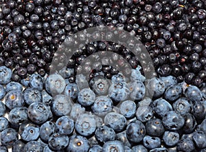 Blueberries and bilberries textured background. Bilberries are more intensely flavoured than blueberries, but they are softer and