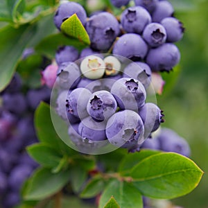 Blueberries, blueberry bush