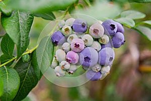 Blueberries, blueberry bush