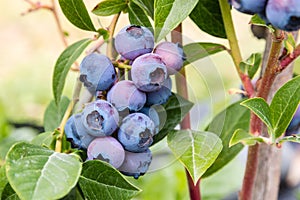 Blueberries on blueberry bush