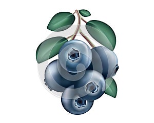 Blueberries. Blueberry bush berries. Vector graphics.