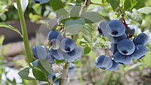 Blueberries on a blueberry bush on a sunny summer day.