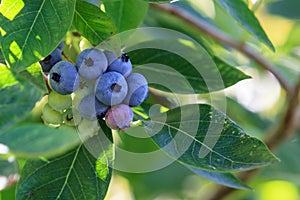 Blueberries on a branch