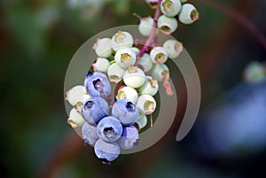 Blueberries on a branch