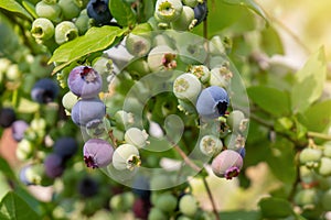 Blueberries branch close-up