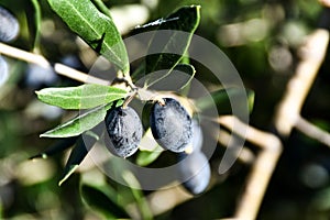 blueberries on a branch, digital photo picture as a background