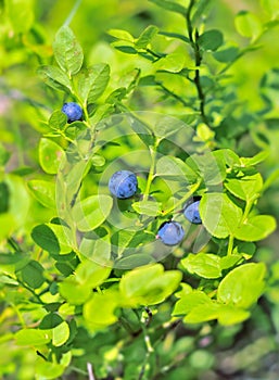 Blueberries branch. Huckleberry