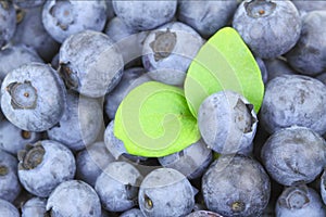 Blueberries with bright green leaves