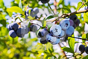 Blueberries. Bunch of blueberries on a bush close-up