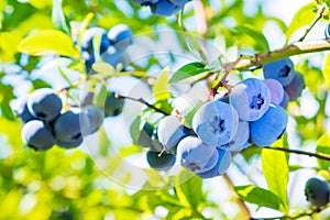 Blueberries. Bunches of ripe large berries on the bush of the blueberry plant