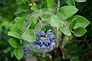 Blueberries on bush