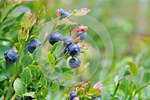 Blueberries in bush