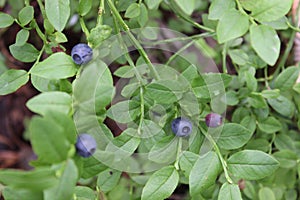Blueberries on a bush