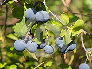 Blueberries on a bush close up