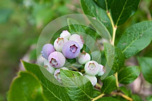 The blueberries on the bush are not ripe yet