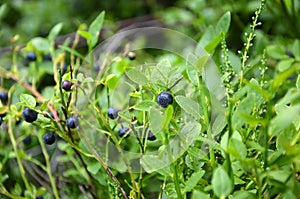 Blueberries bush in summer nature berry detail
