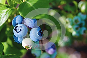 Blueberries on the bush in sunlight, close up