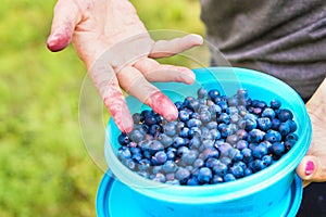 Blueberries in a casket and container in forest.