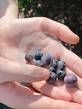 Blueberries in a child`s hand. U-Pick. Closeup.