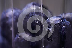 Blueberries in a clear container