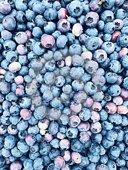 Blueberries close up