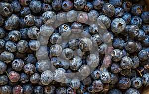 Blueberries closeup view background