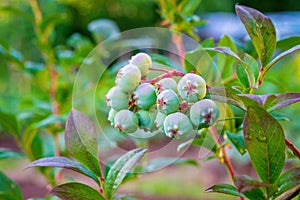 Blueberries. Cluster of unripe berries close-up