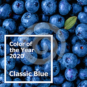 Blueberries in Color of Year 2020 Classic Blue