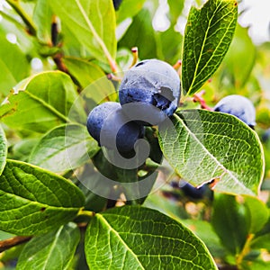 Blueberries - delicious, healthy berry fruit. Vaccinium corymbosum, high huckleberry bush. Blue ripe fruit on the