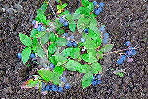 Blueberries Dwarf Shrubs With Ripe Fruits Cultivated In Garden