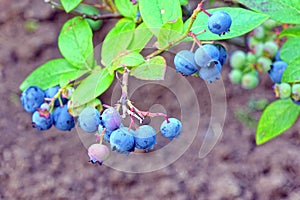 Blueberries Dwarf Shrubs With Ripe Fruits Cultivated In Garden