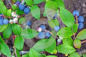 Blueberries Dwarf Shrubs With Ripe Fruits Cultivated In Garden
