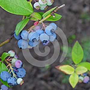 Blueberries Dwarf Shrubs With Ripe Fruits Cultivated In Garden