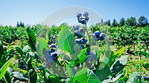 Blueberries farm in Burlington, Washington