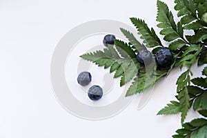 Blueberries with fern leaves