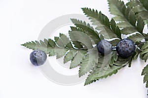 Blueberries with fern leaves. White background