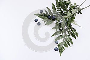 Blueberries with fern leaves. White isolated