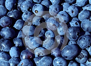 Blueberries fruit