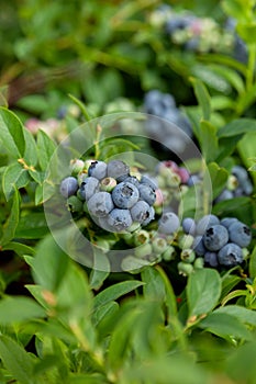 Blueberries in the garden
