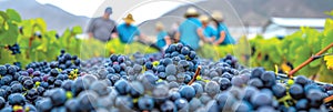 Blueberries and grapes form a colorful pile of natural foods in the vineyard
