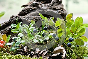 Blueberries grow in the forest