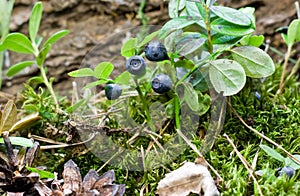 Blueberries grow in the forest